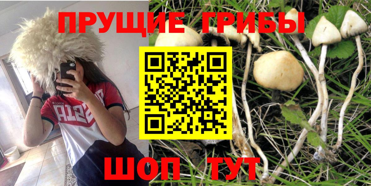 хочу наркоту  Буйнакск  Галлюциногенные грибы MAGIC MUSHROOMS 